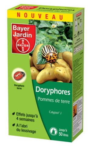 BAYER-doryphores