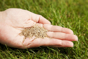 EXCELLENCE VÉGÉTALE : gazon Label Rouge, la garantie pour les consommateurs de semences de qualité et d’un beau gazon bien vert
